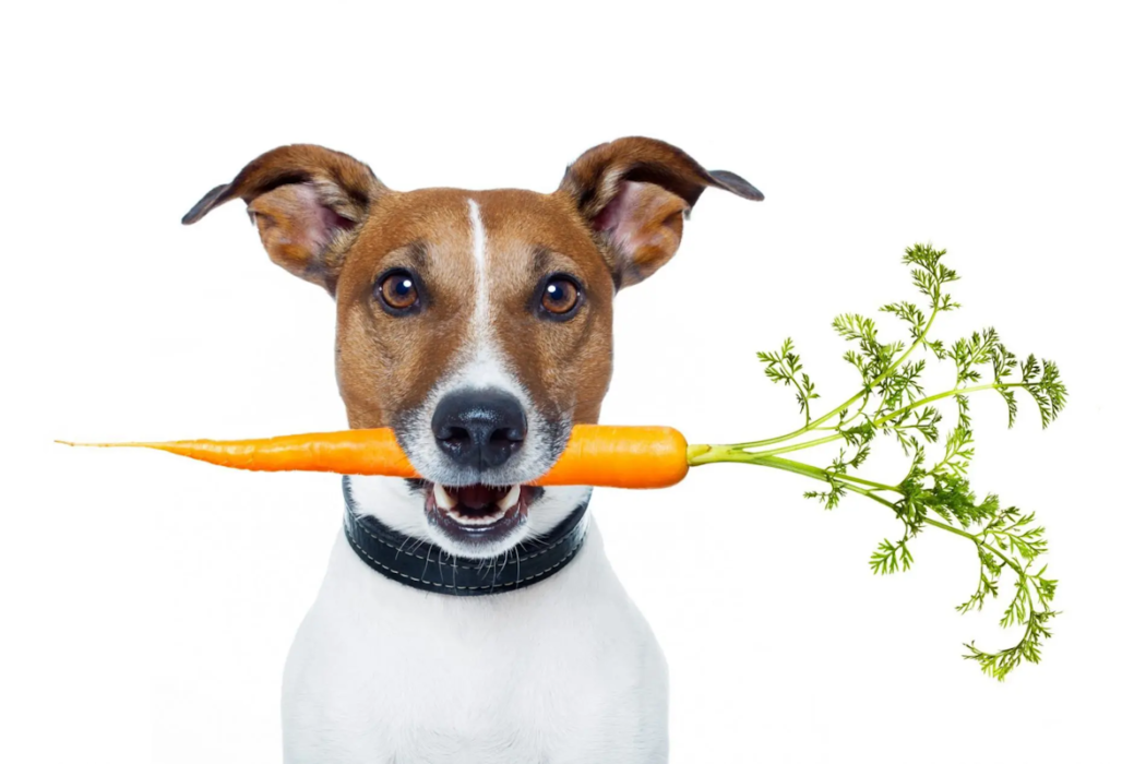 Qual è l'alimentazione più sana per un cane?