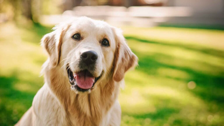 Per chi è adatto un golden retriever?