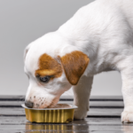 Cosa dare da mangiare a un cane anziano?