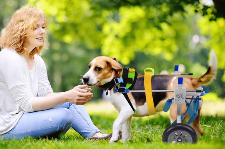 Quando il cane ha bisogno del carrellino?