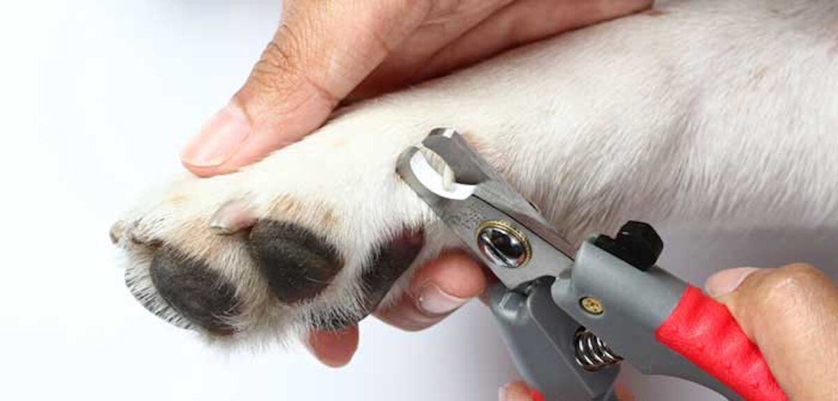 Come si tagliano le unghie ai cani?