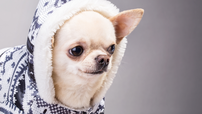 come sono i vestitini per cani