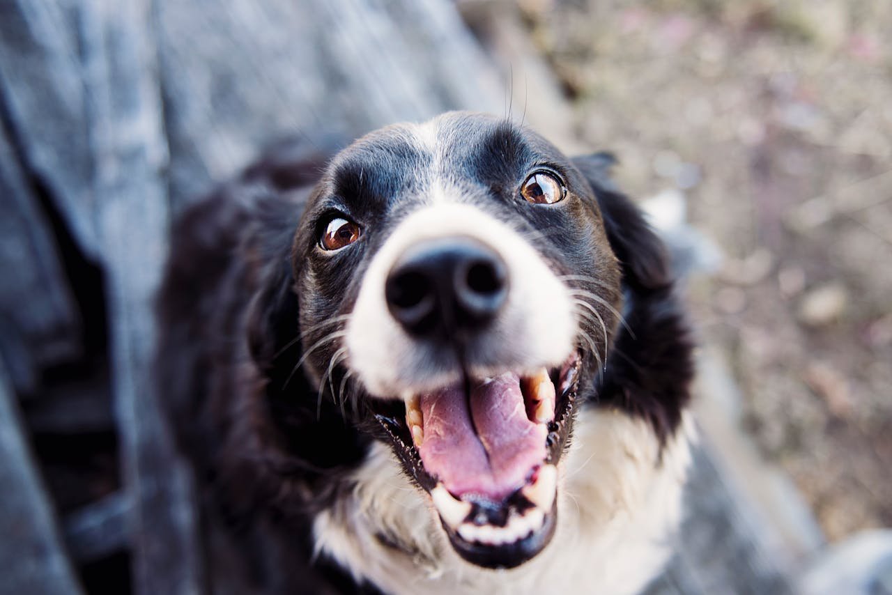 Perché consiglio pro plan purina