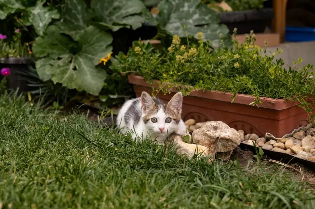 Dovrei lasciare che il mio gatto vada fuori?