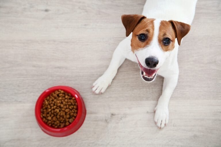 Migliori croccantini per cani sterilizzati