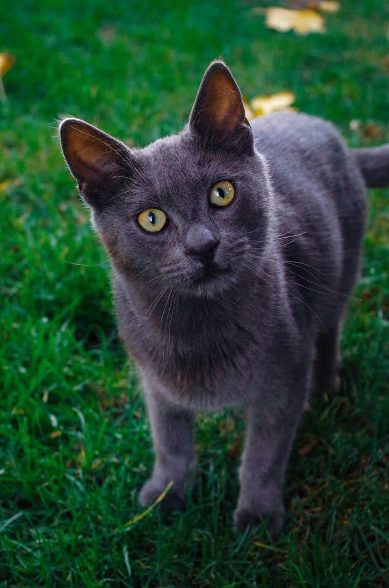 A close-up of a curious grey cat with bright yellow eyes standing on vibrant green grass.